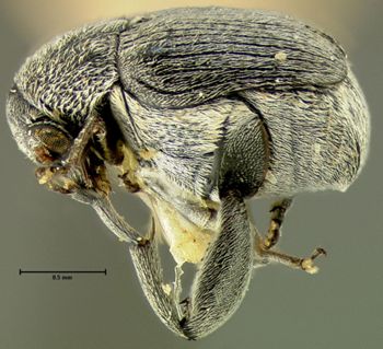 Media type: image;   Entomology 25063 Aspect: habitus lateral view